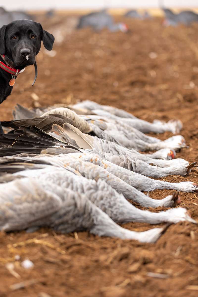 sandhill crane what top bring